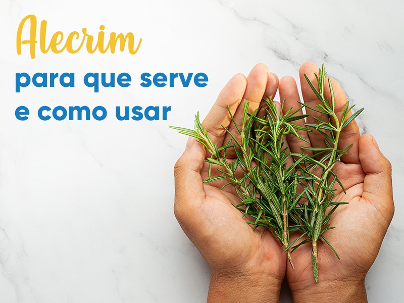 Alecrim: para que serve e como usar